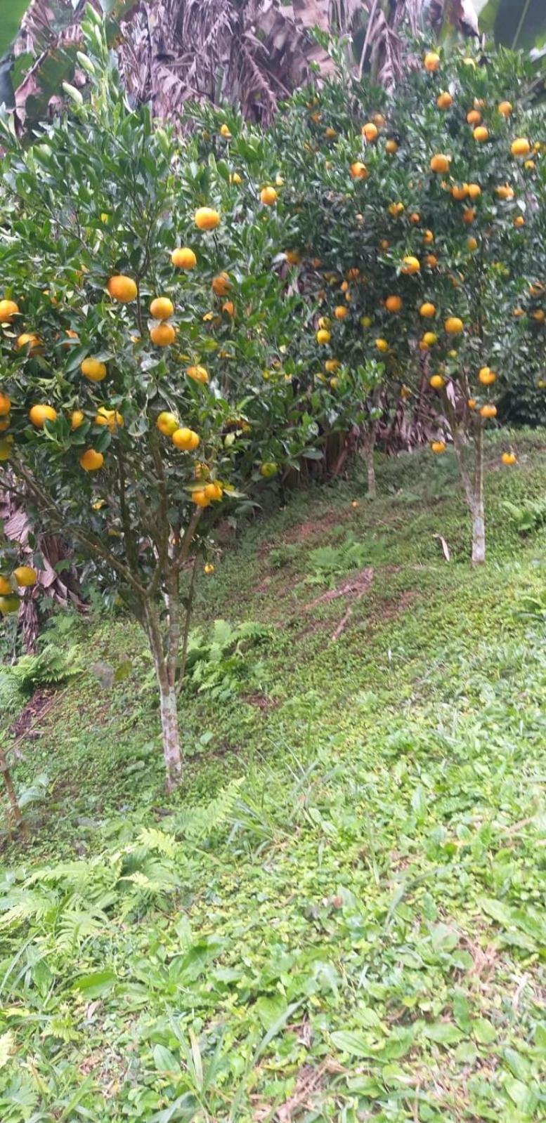 Fazenda Piloes Villa Petropolis  Exterior photo